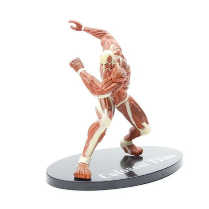 Kolossala Titanen Figur - Attack on Titan™